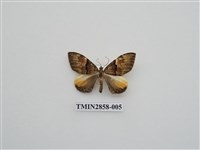 藏品(尺蛾584)的圖片